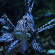 A common lionfish